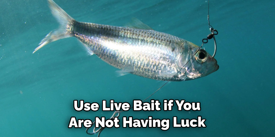 Using Live Bait if You Are Not Having Luck