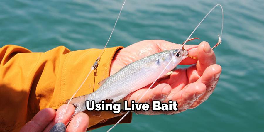 Using Live Bait