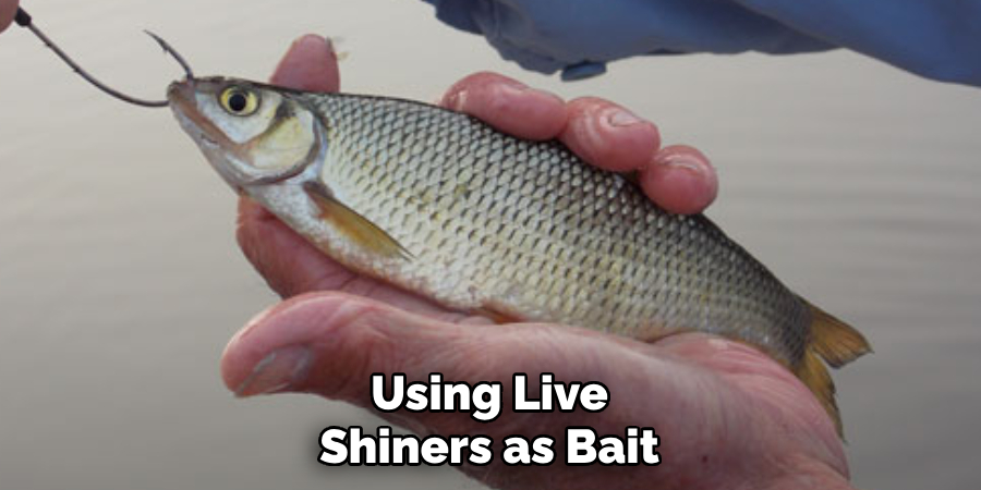 Using Live Shiners as Bait