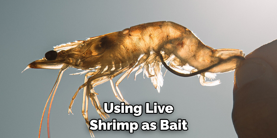 Using Live Shrimp as Bait