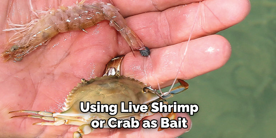 Using Live Shrimp or Crab as Bait