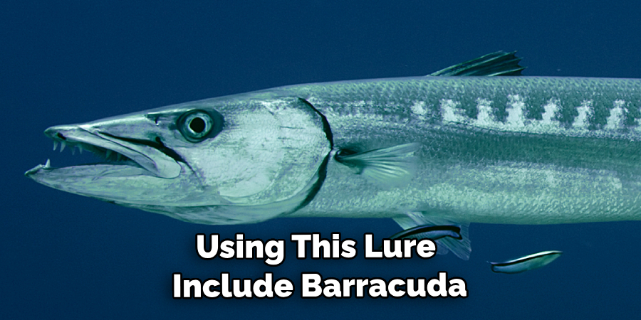 Using This Lure Include Barracuda