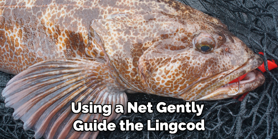 Using a Net Gently Guide the Lingcod