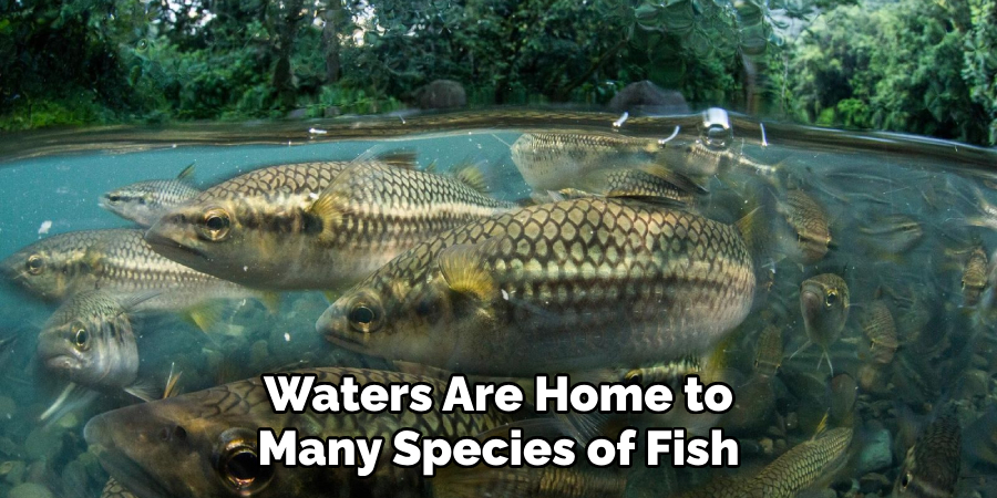 Waters Are Home to Many Species of Fish