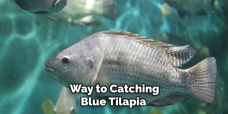  Way to Catching Blue Tilapia