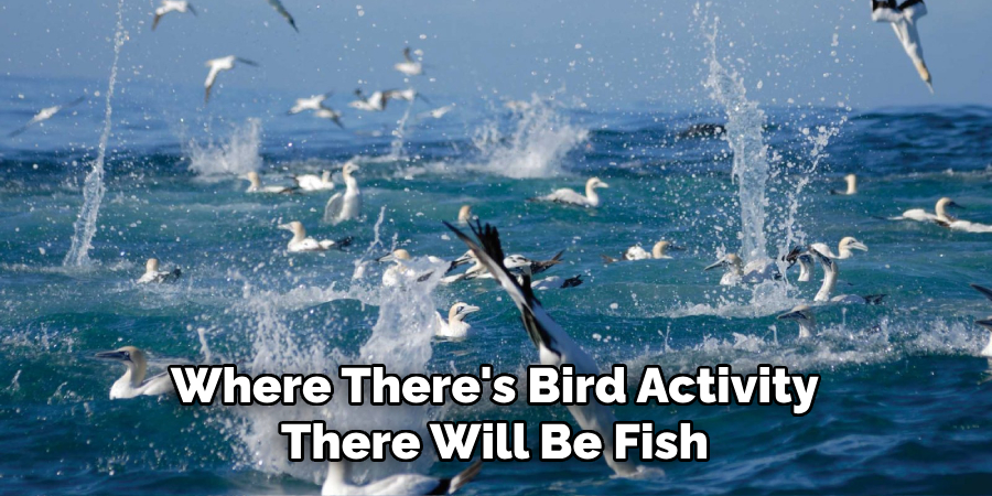 Where There's Bird Activity There Will Be Fish