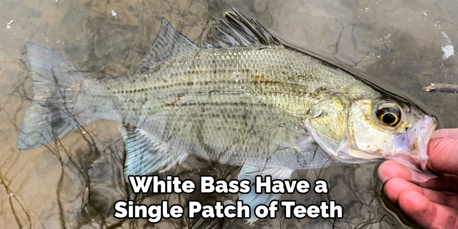 White Bass Have a Single Patch of Teeth