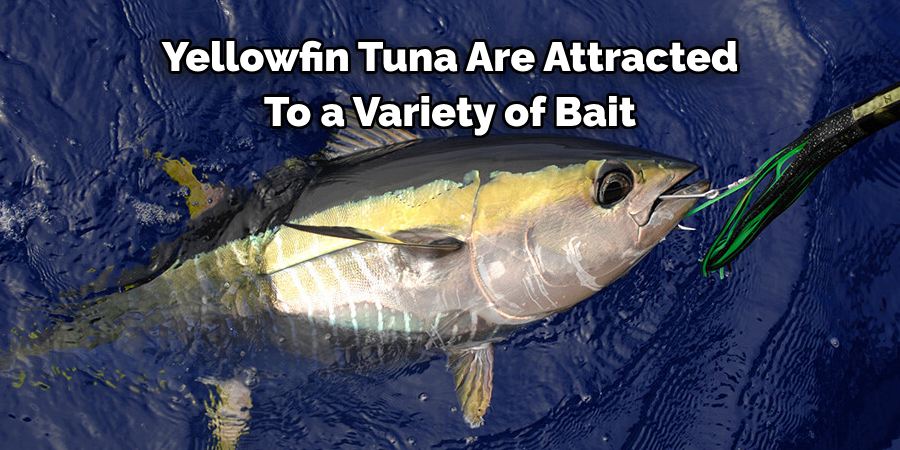 Yellowfin Tuna Are Attracted To a Variety of Bait