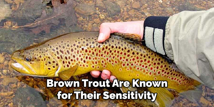 Brown Trout Are Known for Their Sensitivity