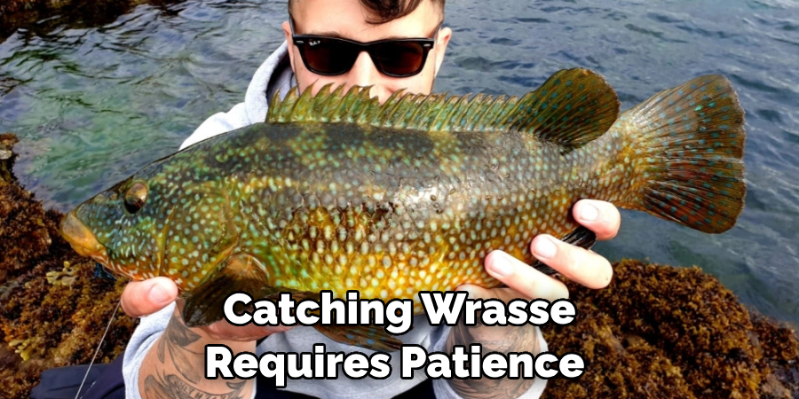 Catching Wrasse Requires Patience 