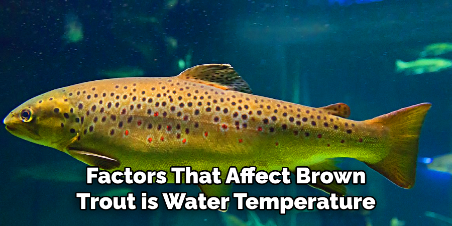 Factors That Affect Brown Trout is Water Temperature