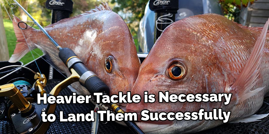 Heavier Tackle is Necessary to Land Them Successfully