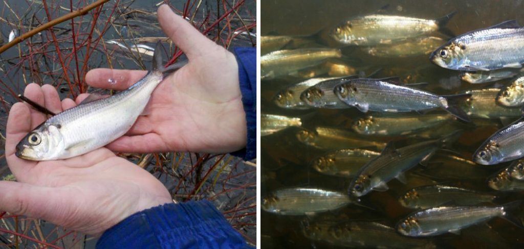 How to Catch Alewives