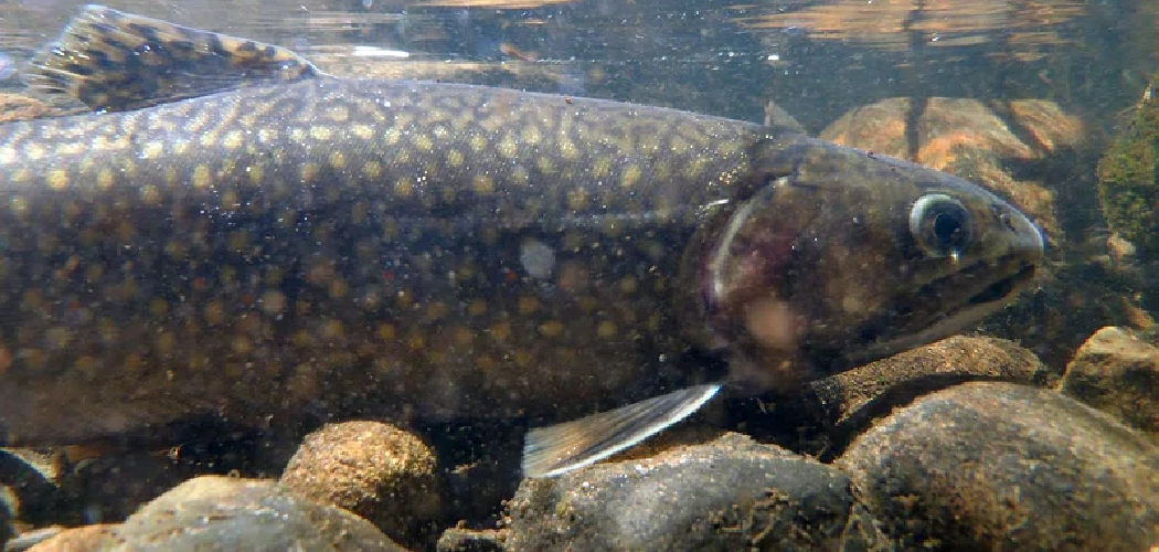 How to Catch Brook Trout in a Lake