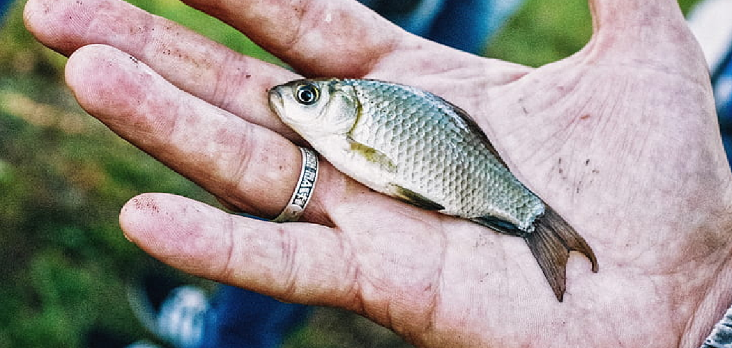 How to Catch Pin Fish