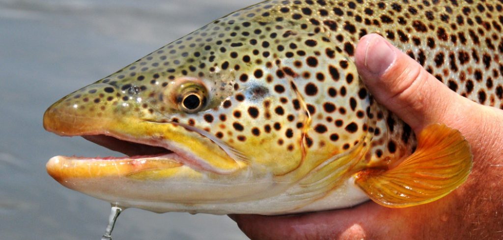 How to Fish for Brown Trout