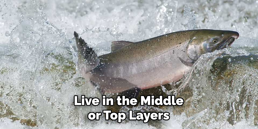 Live in the Middle or Top Layers