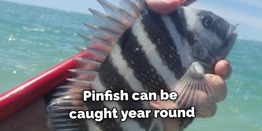 Pinfish can be caught year round