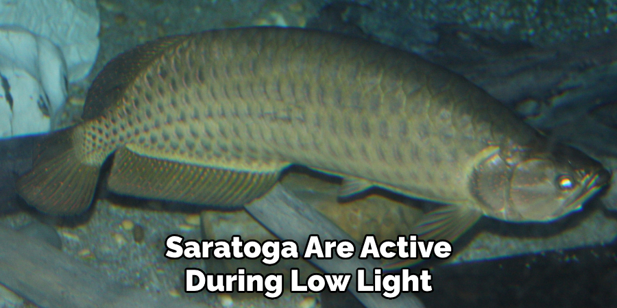 Saratoga Are Active During Low Light