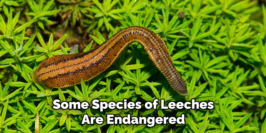 Some Species of Leeches Are Endangered