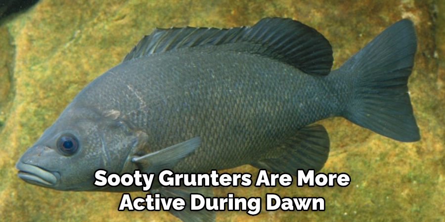 Sooty Grunters Are More Active During Dawn