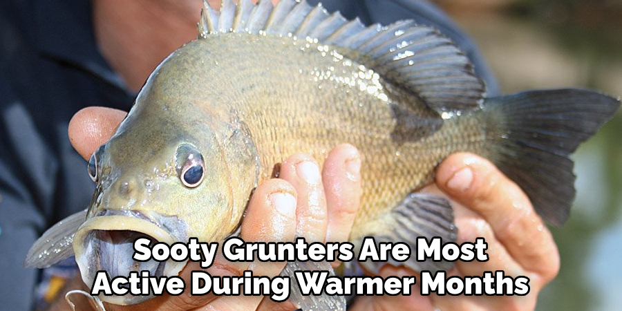 Sooty Grunters Are Most Active During Warmer Months