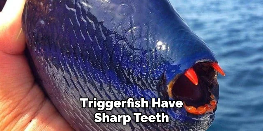 Triggerfish Have Sharp Teeth