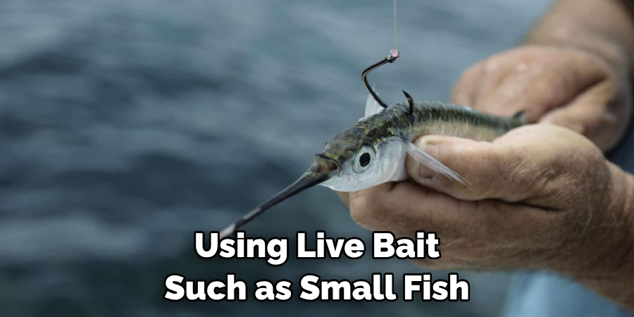 Using Live Bait Such as Small Fish