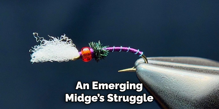 An Emerging Midge’s Struggle