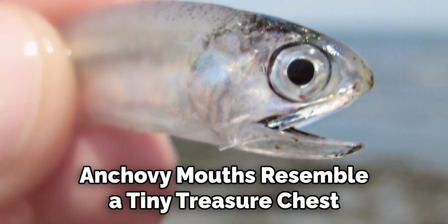 Anchovy Mouths Resemble a Tiny Treasure Chest