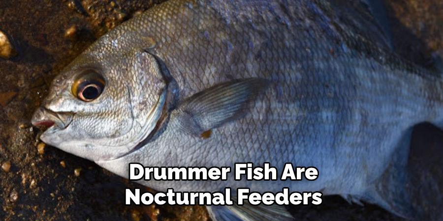 Drummer Fish Are Nocturnal Feeders