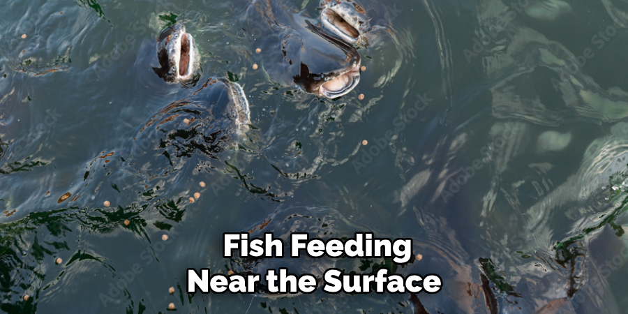 Fish Feeding Near the Surface