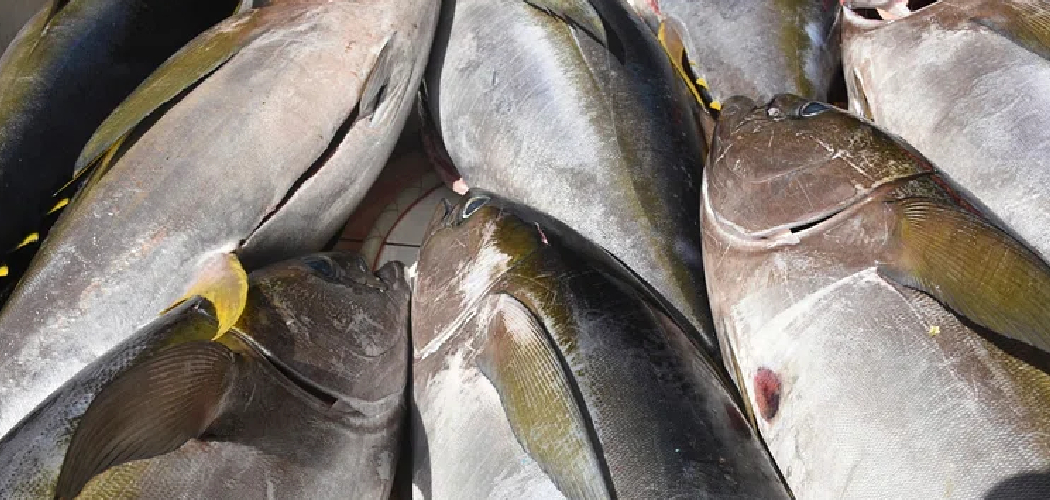 How to Catch Longtail Tuna From Shore