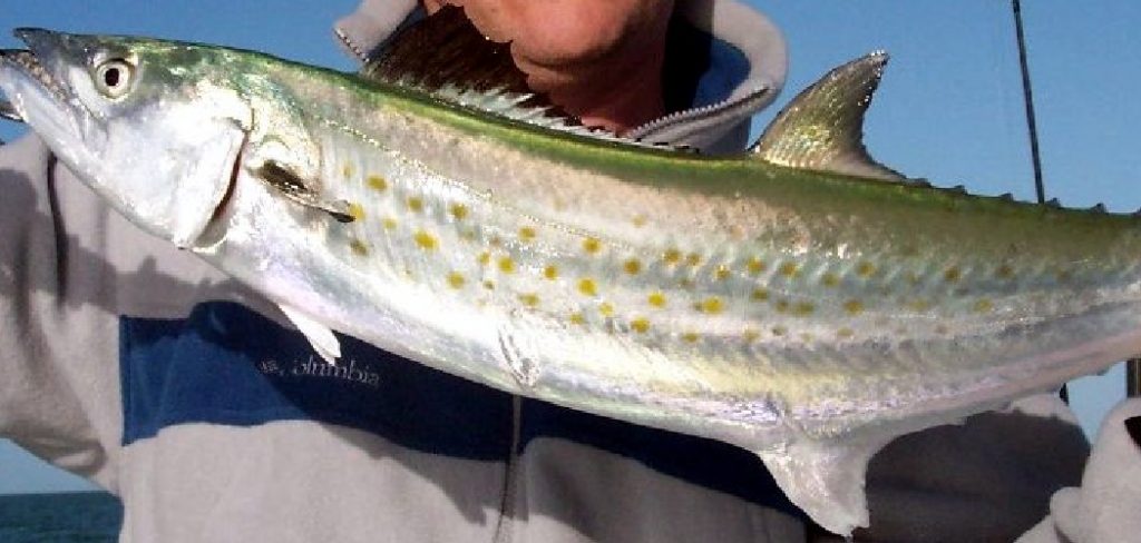 How to Catch Spanish Mackerel from Shore