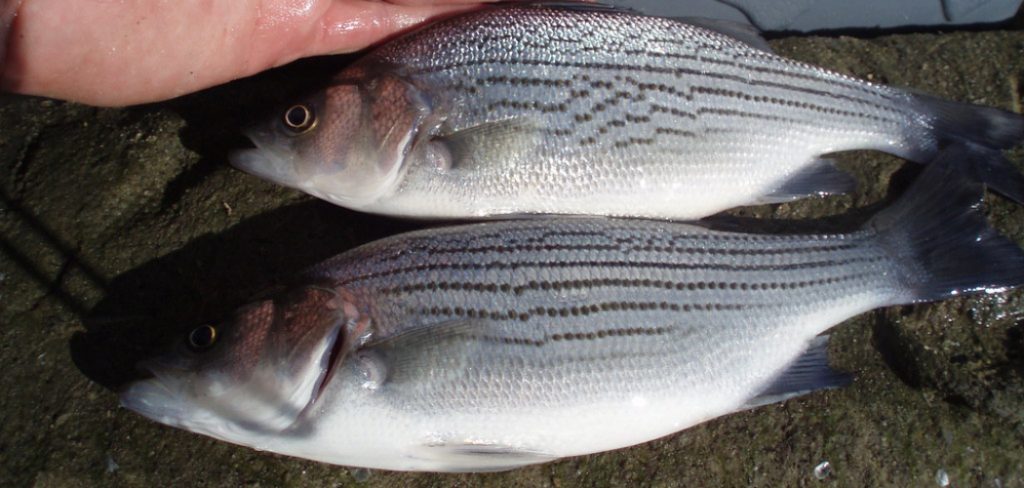 How to Fish for Hybrid Striped Bass