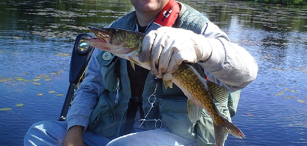 How to Hold a Pickerel