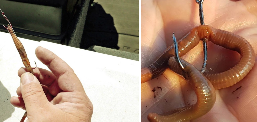 How to Hook a Nightcrawler for Bass