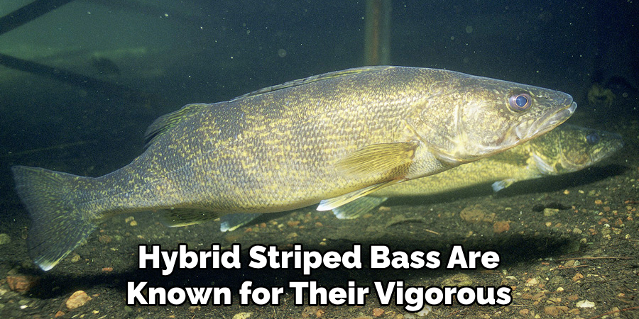 Hybrid Striped Bass Are Known for Their Vigorous