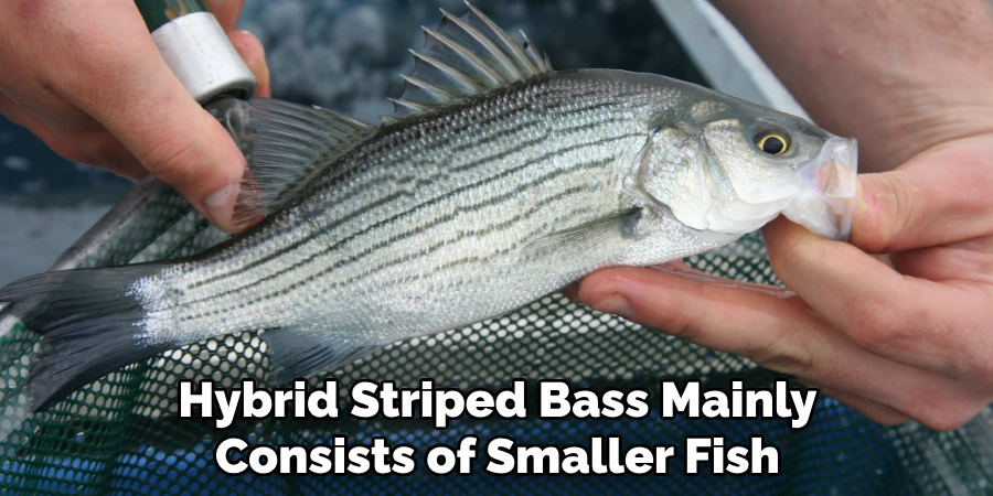 Hybrid Striped Bass Mainly Consists of Smaller Fish