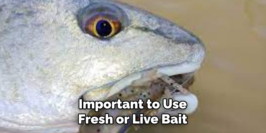 Important to Use Fresh or Live Bait