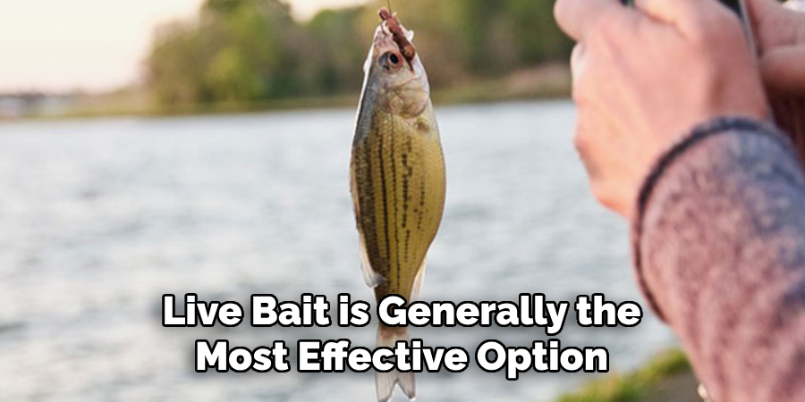 Live Bait is Generally the Most Effective Option