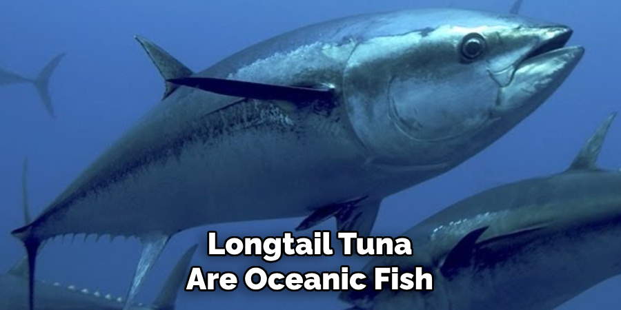 Longtail Tuna Are Oceanic Fish