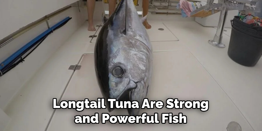 Longtail Tuna Are Strong and Powerful Fish