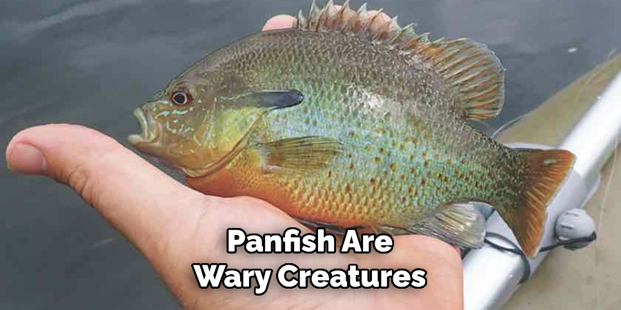 Panfish Are Wary Creatures