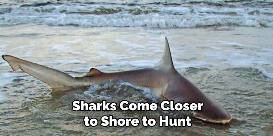 Sharks Come Closer to Shore to Hunt