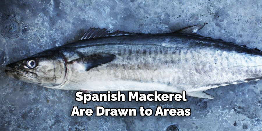 Spanish Mackerel Are Drawn to Areas