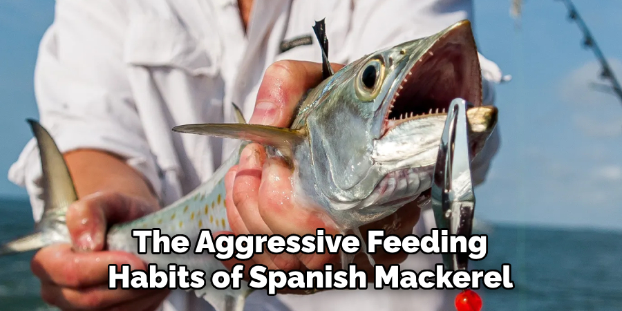 The Aggressive Feeding Habits of Spanish Mackerel