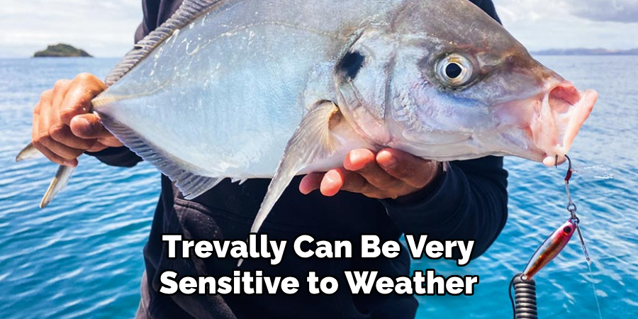 Trevally Can Be Very Sensitive to Weather