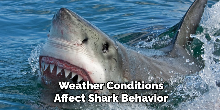 Weather Conditions Affect Shark Behavior