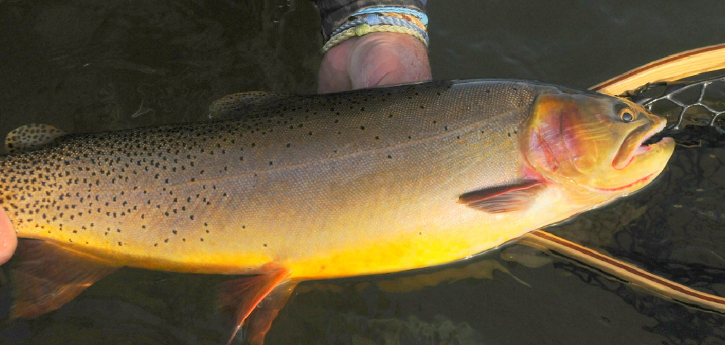 How to Catch Cutthroat Trout